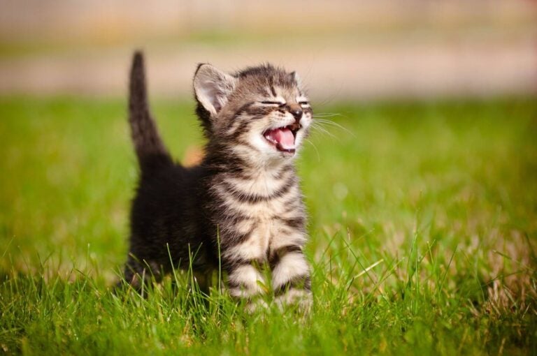 2月～4月、6月～9月は春秋生まれの子猫が活発になる時期（c）otsphoto - stock.adobe.com｜「寒さ」より「子猫」！ 冬じゃなくても猫はクルマに入る!?