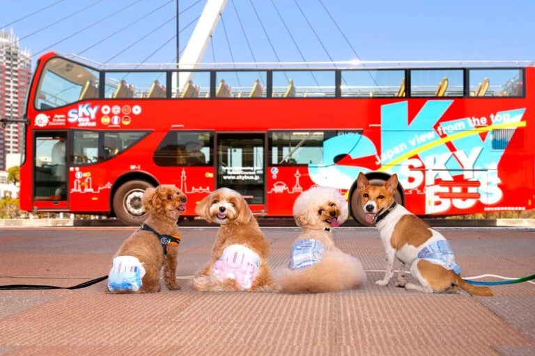 秋の一日に愛犬との楽しいおでかけはいかが｜愛犬と一緒に思い出作り！ オープンバス＆水陸両用バスツアーで楽しんじゃおう！