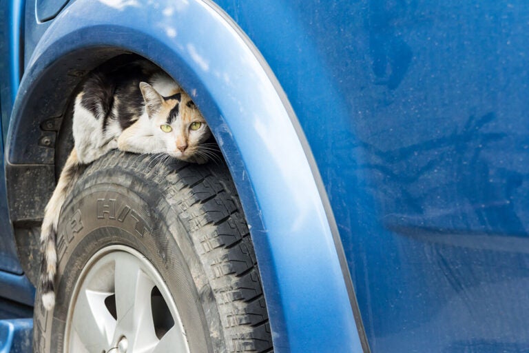 冬だけじゃない！　暖かくなっても猫のエンジンルームへの入り込みに注意！ （c）amstockphoto - stock.adobe.com