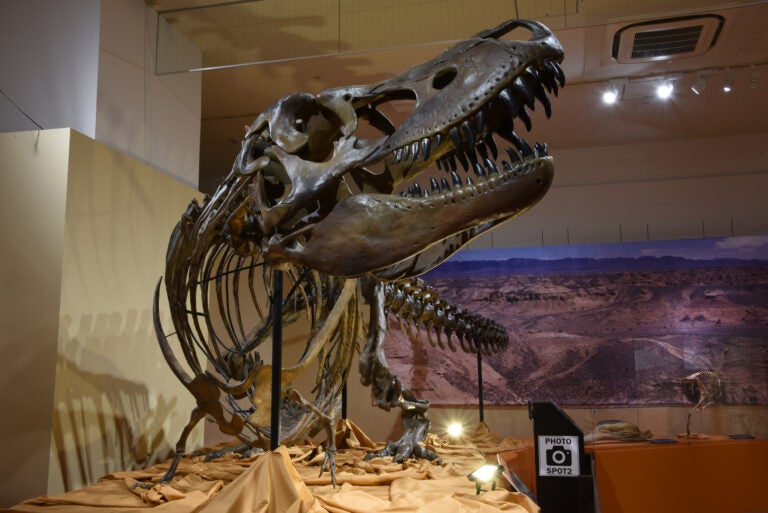 タルボサウルス全身骨格(国立科学博物館蔵)