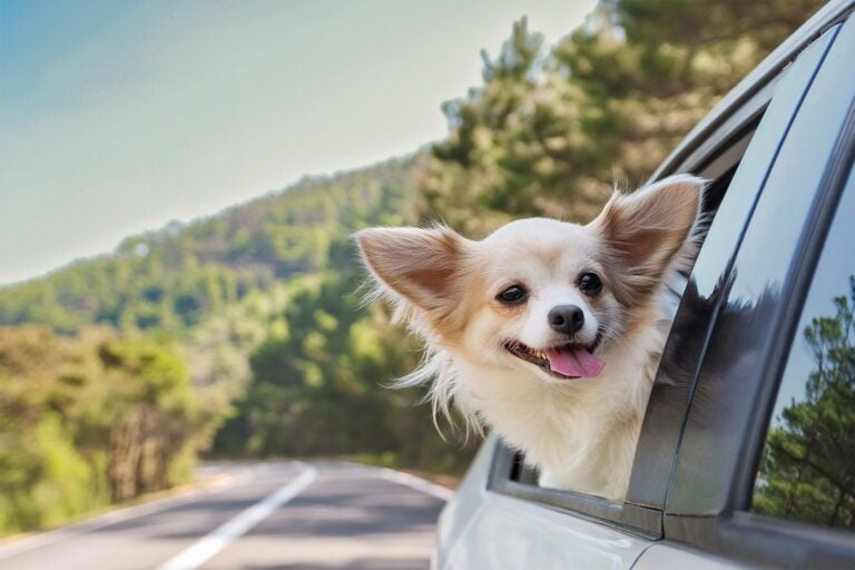 車窓から顔をだす犬の写真