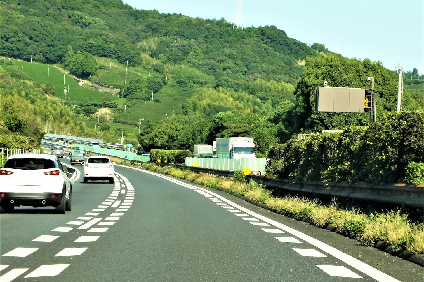 樹木の光合成によって二酸化炭素を吸収することで、地球温暖化を防ぐ効果も期待できるという。