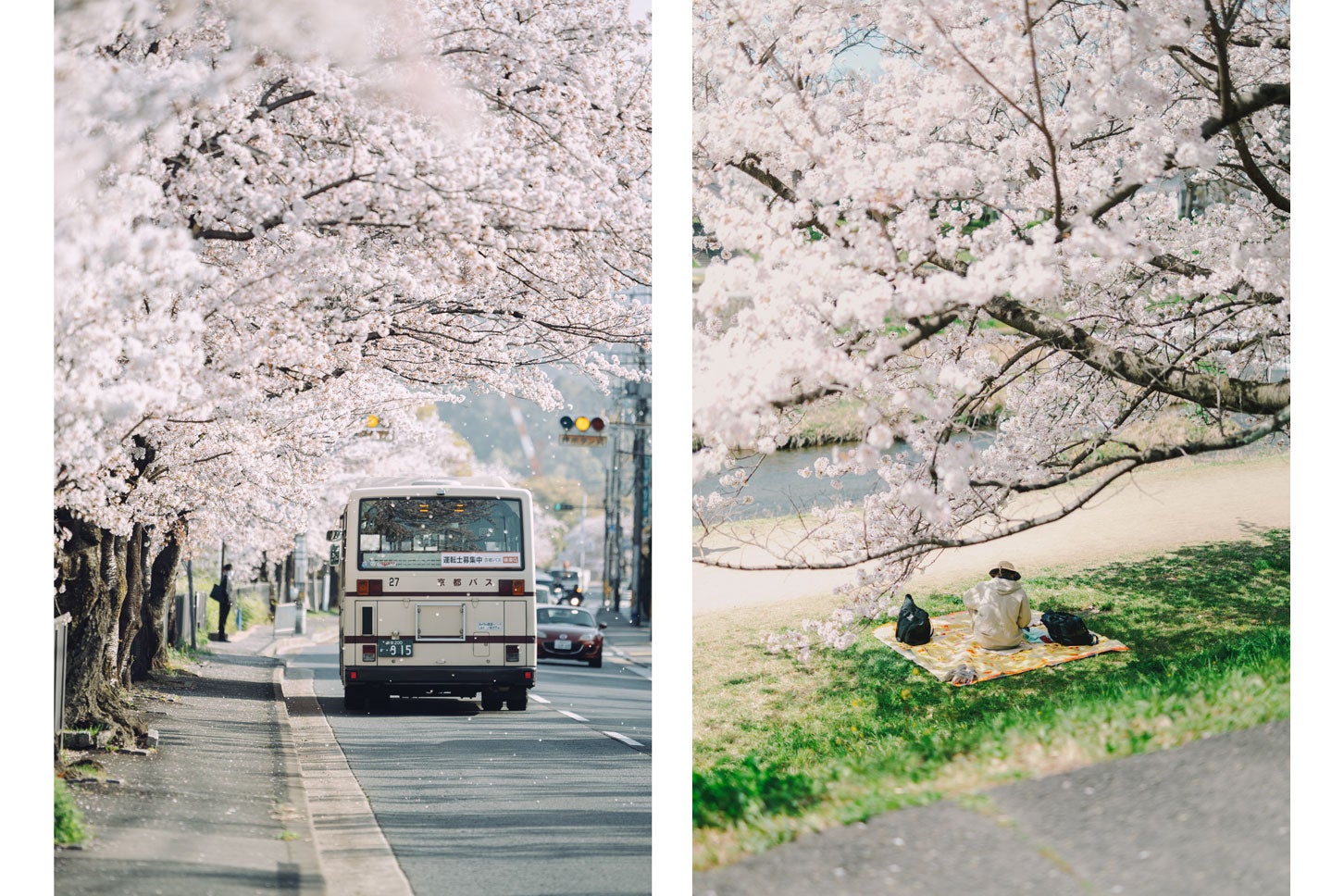 京都鴨西通りの桜トンネル。