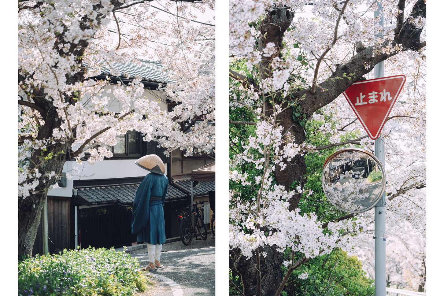 京都鴨西通りの桜トンネル。