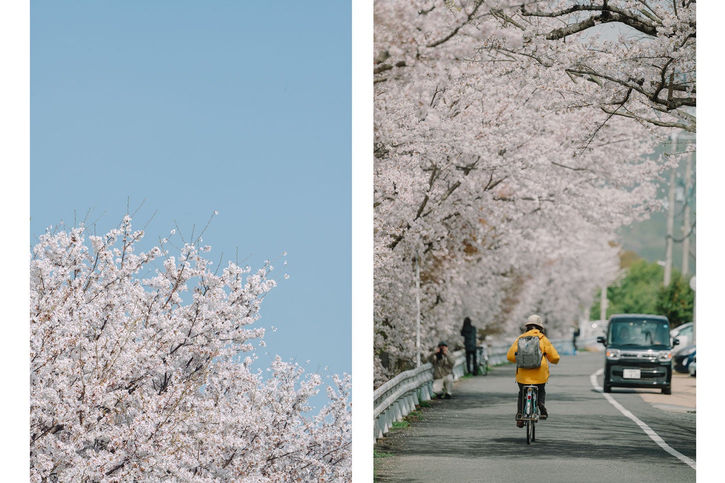 京都鴨西通りの桜トンネル。