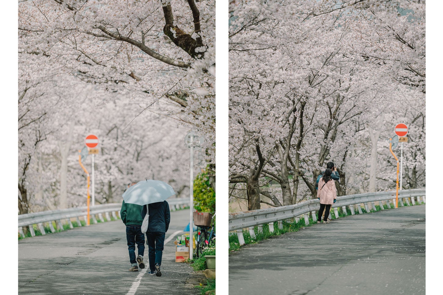京都鴨西通りの桜トンネル。