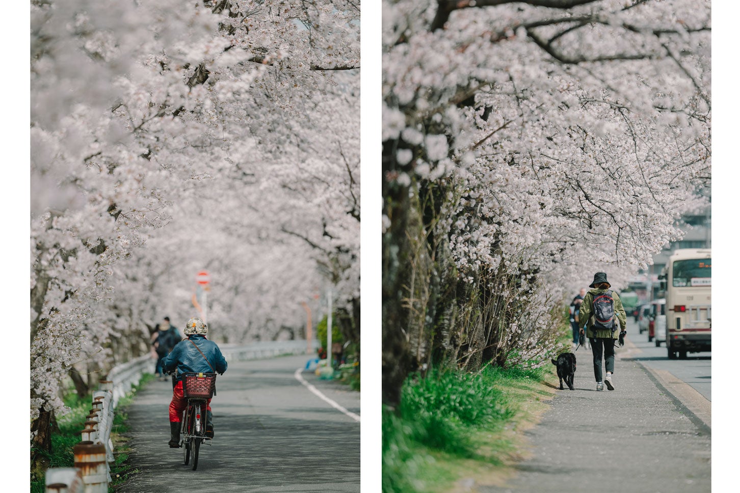 京都鴨西通りの桜トンネル。
