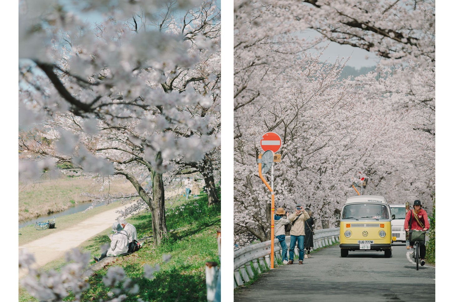 京都鴨西通りの桜トンネル。