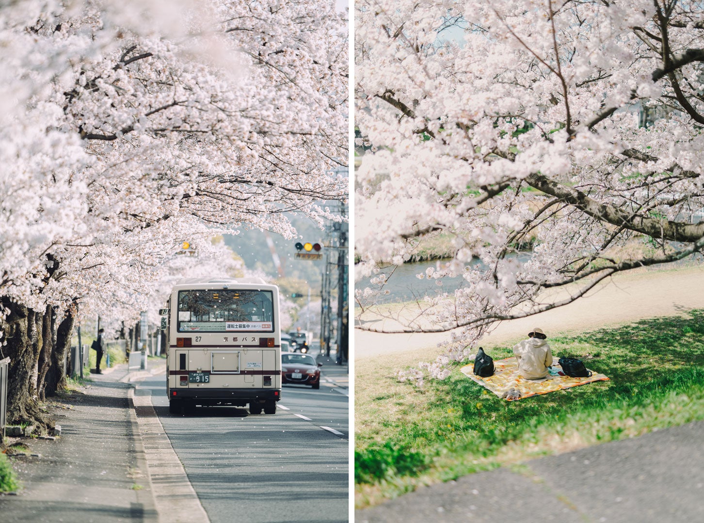 京都鴨西通りの桜トンネル。