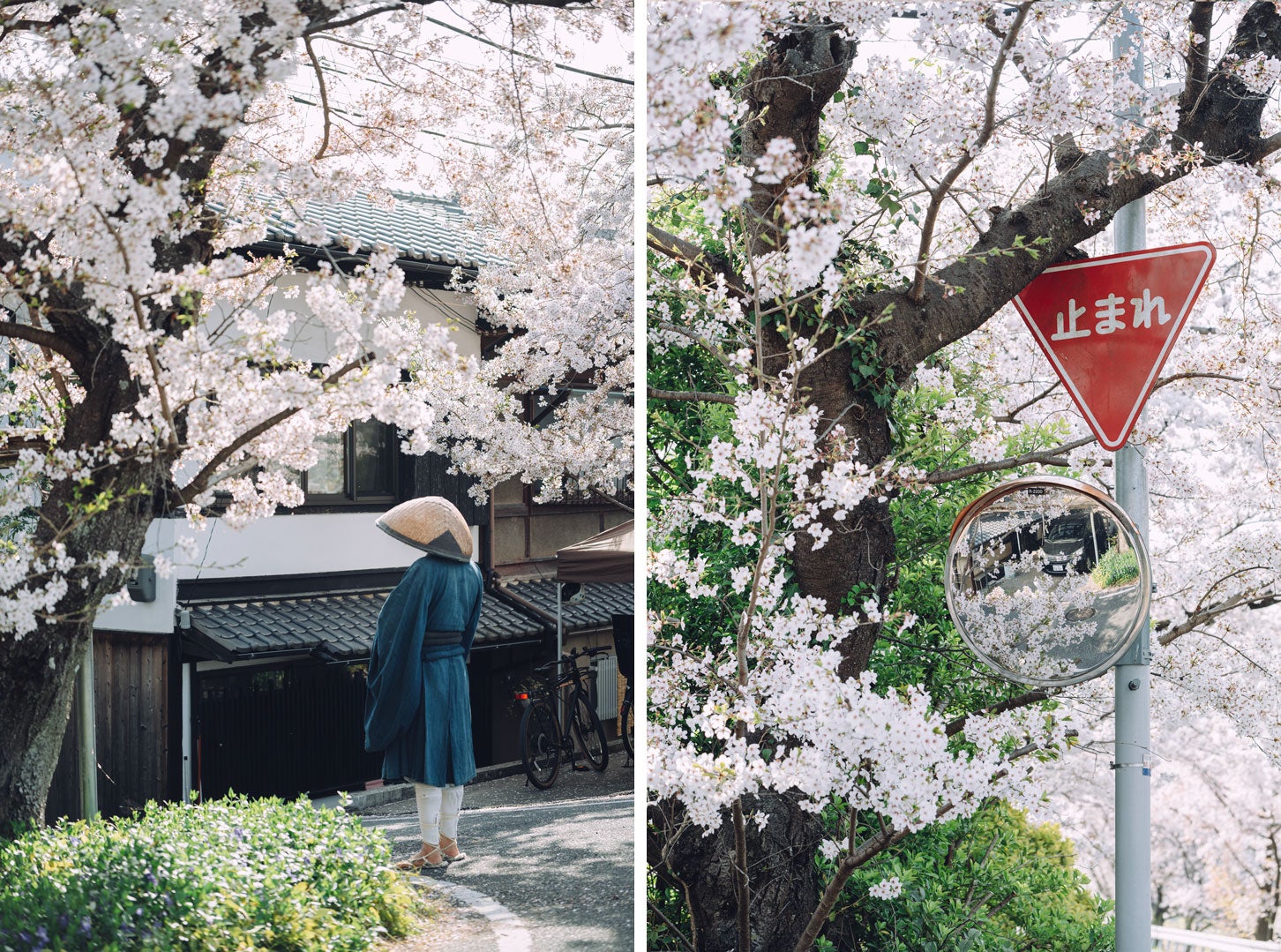 京都鴨西通りの桜トンネル。