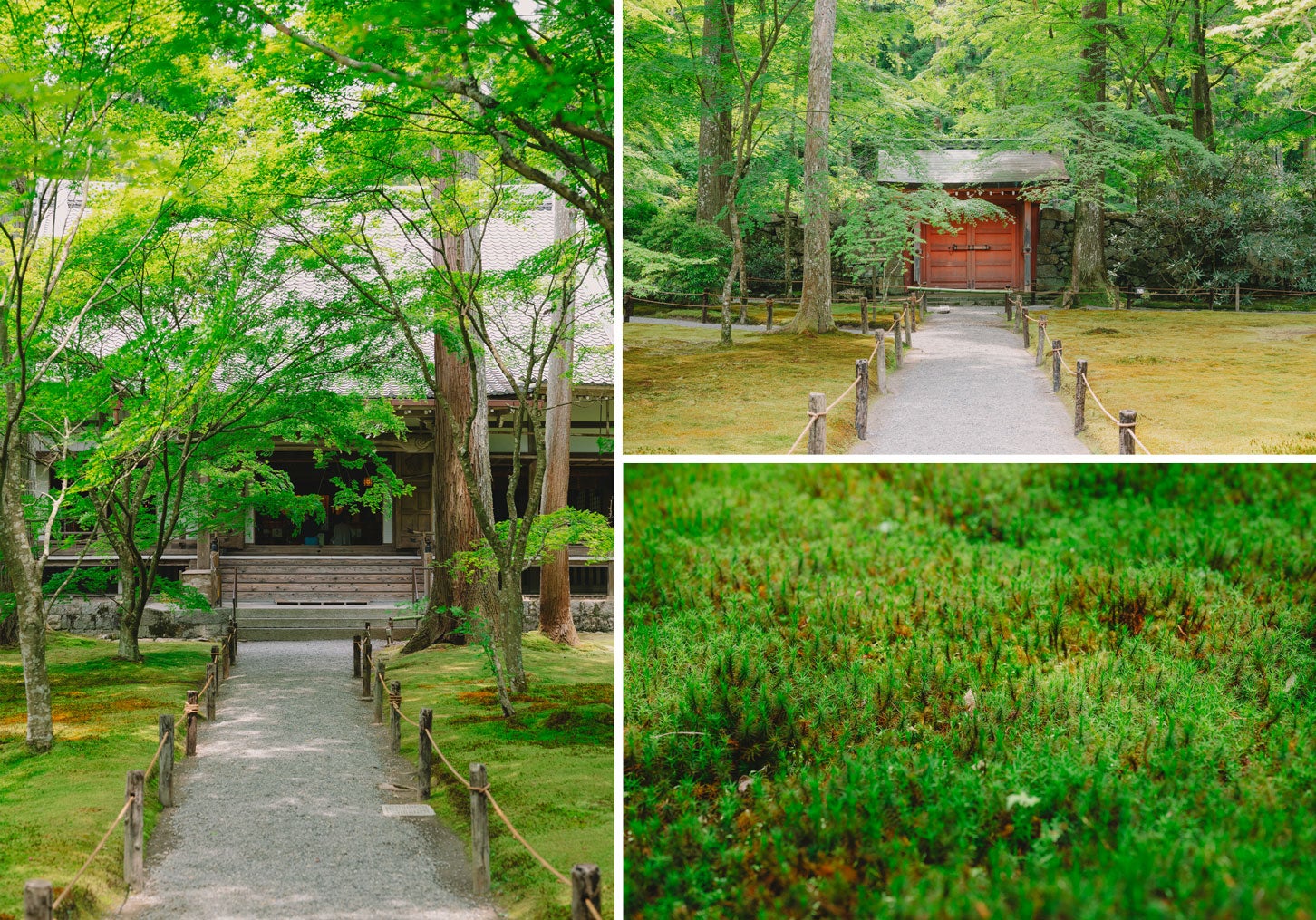 三千院の境内や苔のある庭園。