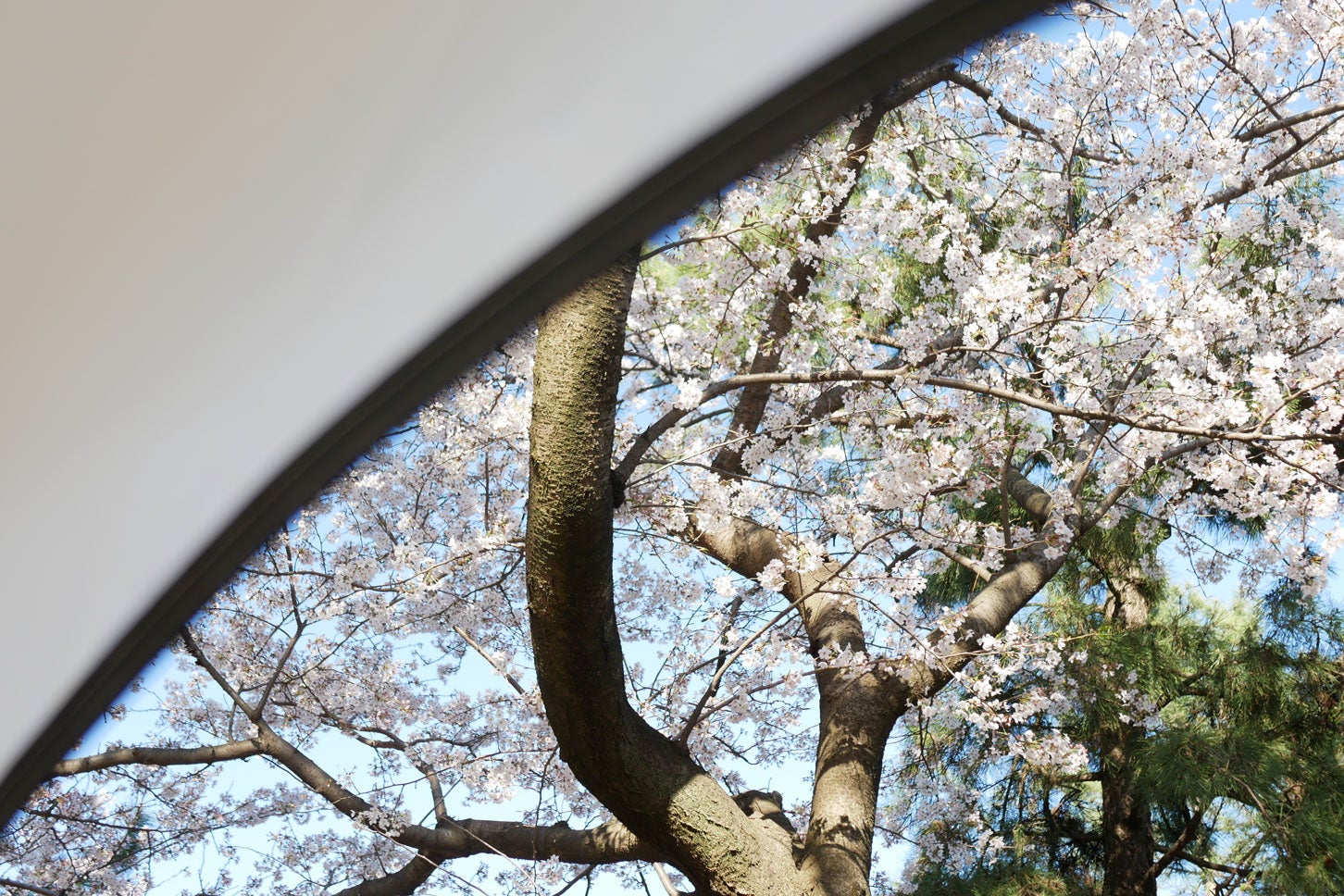 春のおすすめキャンプスポット。車窓から桜を見上げた様子。
