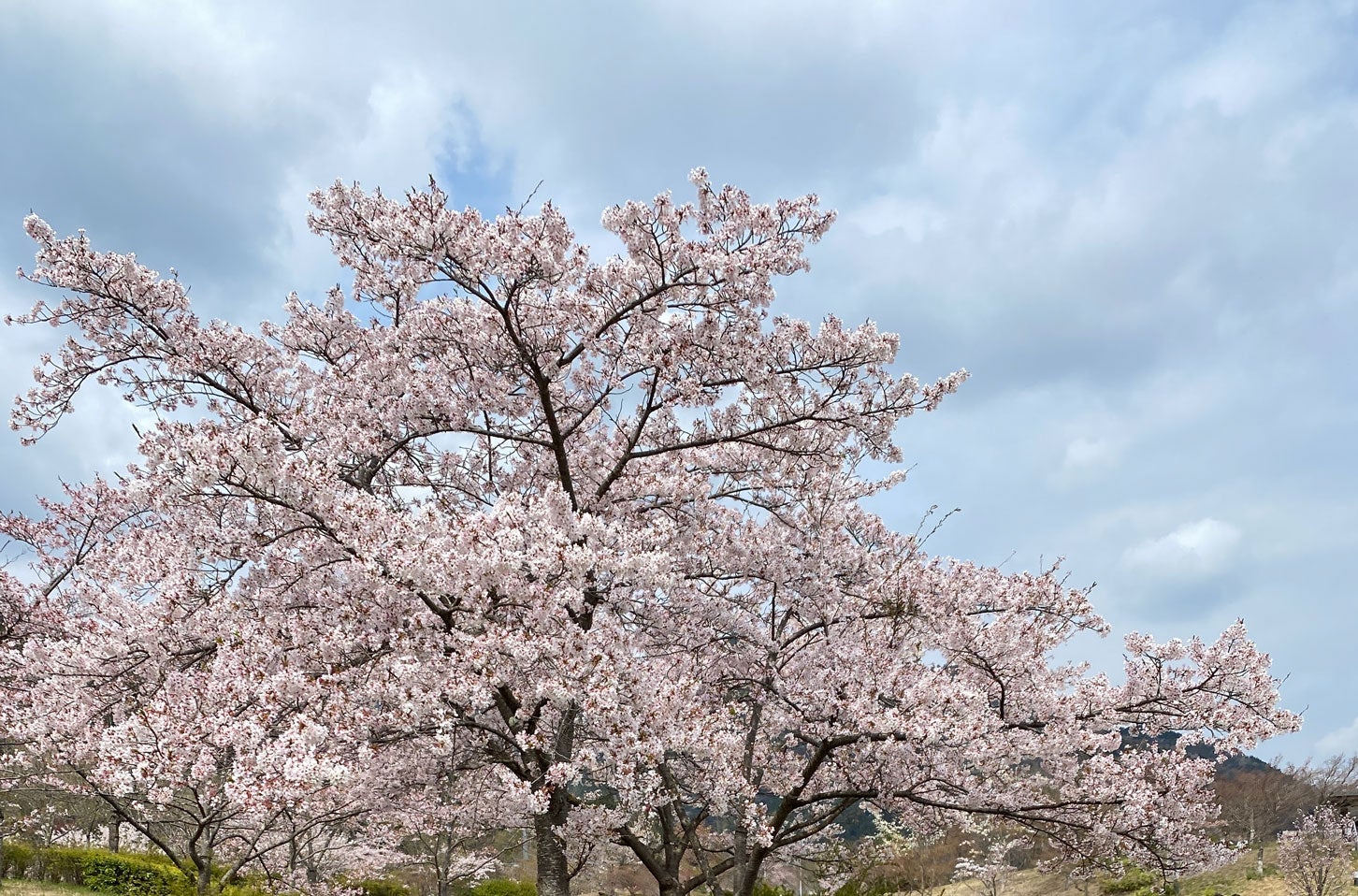 春のおすすめキャンプスポット。桜のイメージ写真。