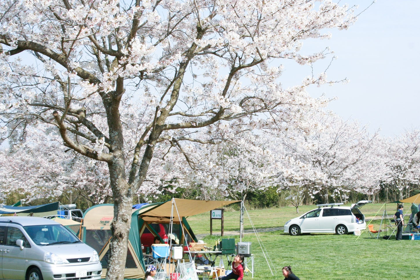 「成田ゆめ牧場オートキャンプ場」では、自然の中でお花見キャンプが楽しめます。