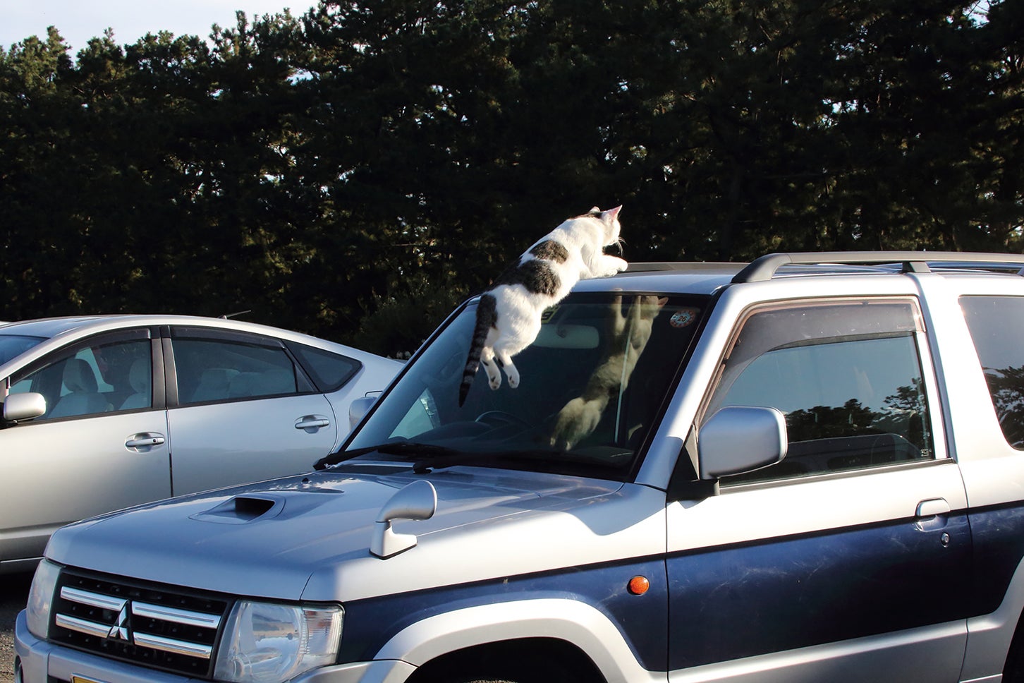 猫好きにおくる 交通まにゃ～ぶっく