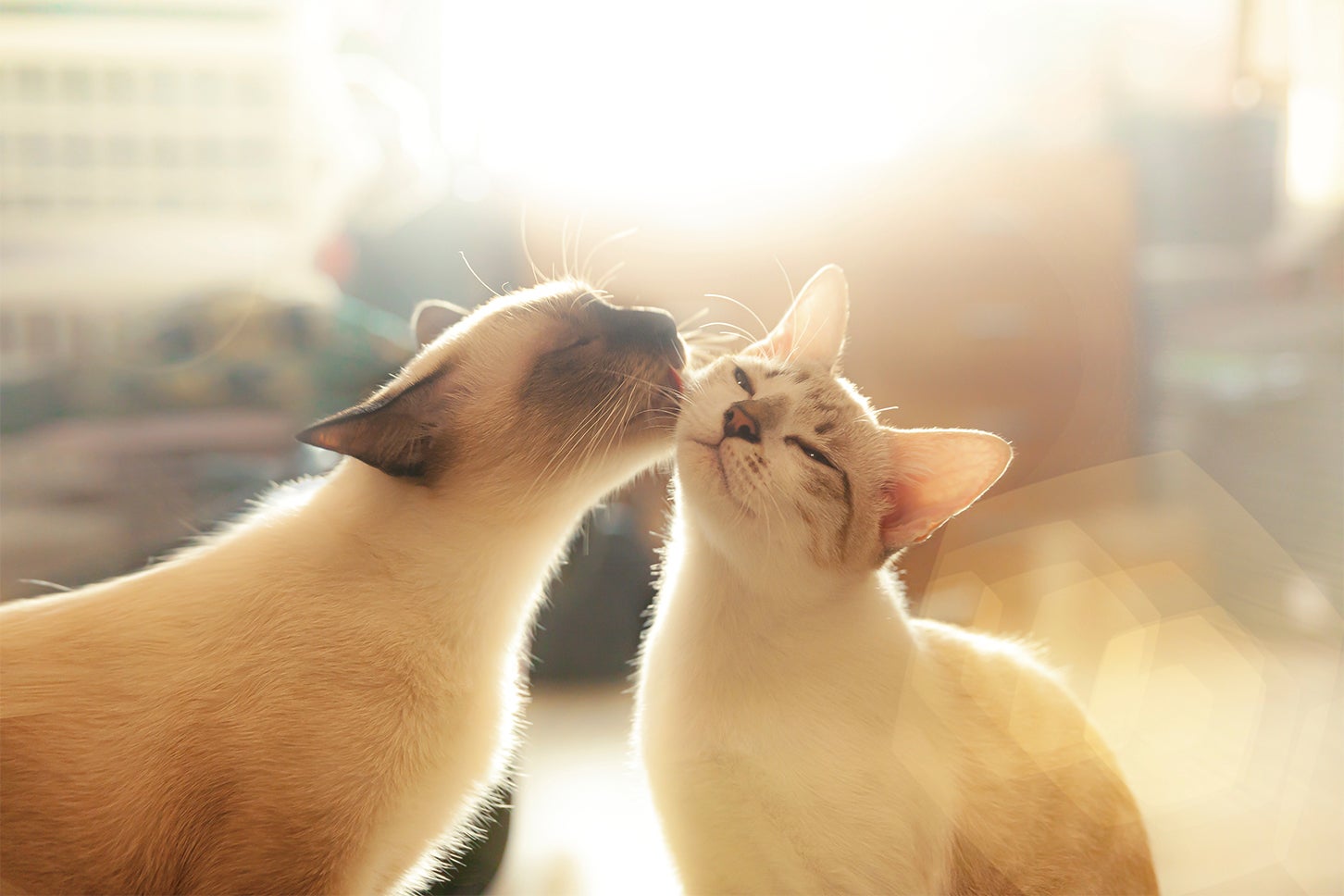 猫好きにおくる 交通まにゃ～ぶっく