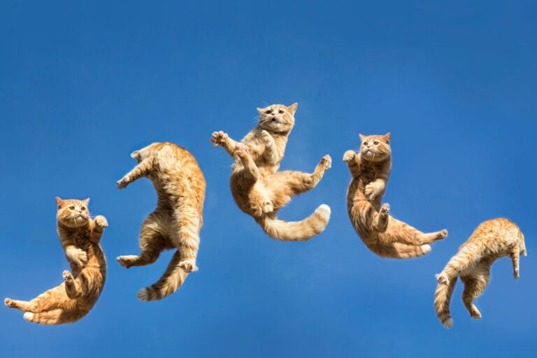 猫好きにおくる 交通まにゃ～ぶっく