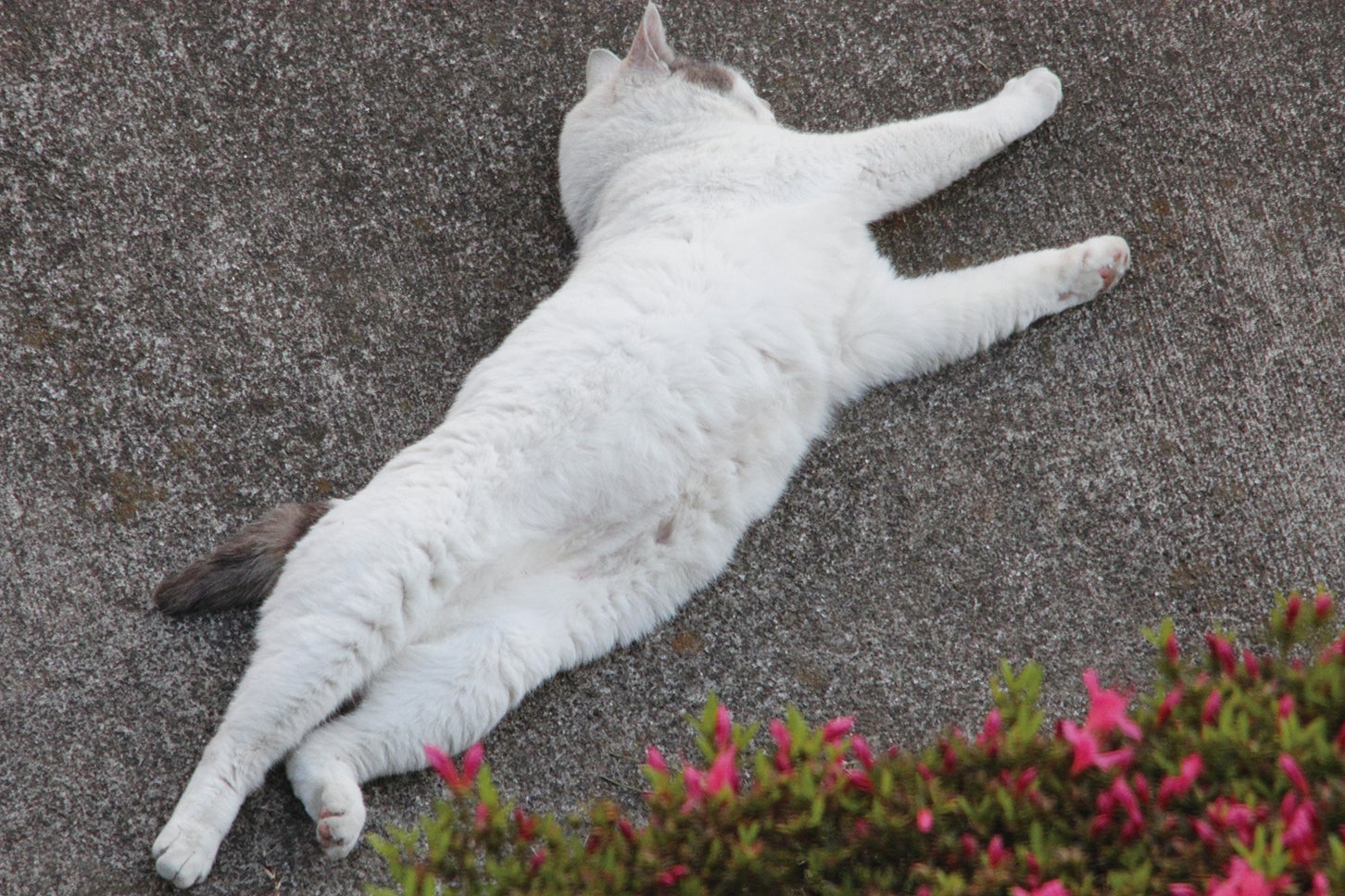猫好きにおくる 交通まにゃ～ぶっく