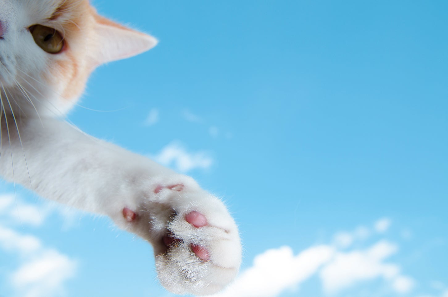 猫好きにおくる 交通まにゃ～ぶっく