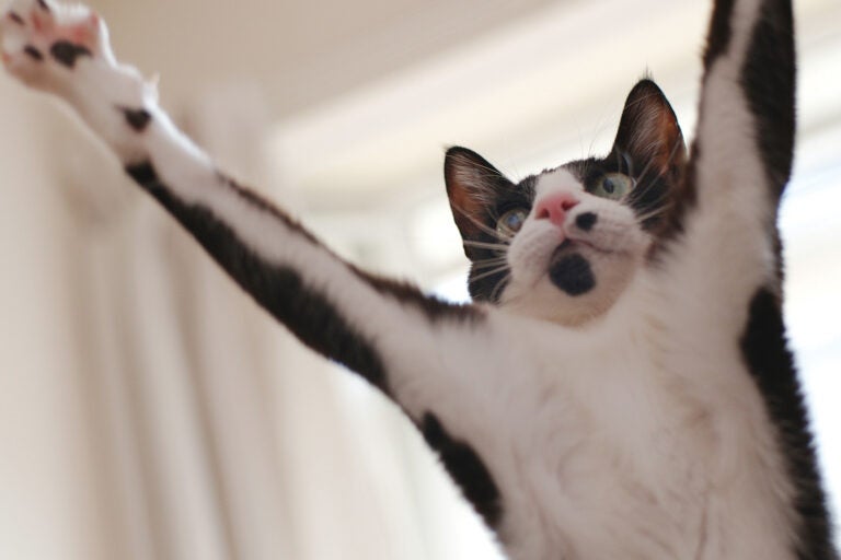 猫好きにおくる 交通まにゃ～ぶっく