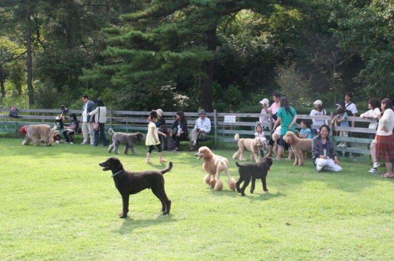 写真提供「道の駅 みやま公園」