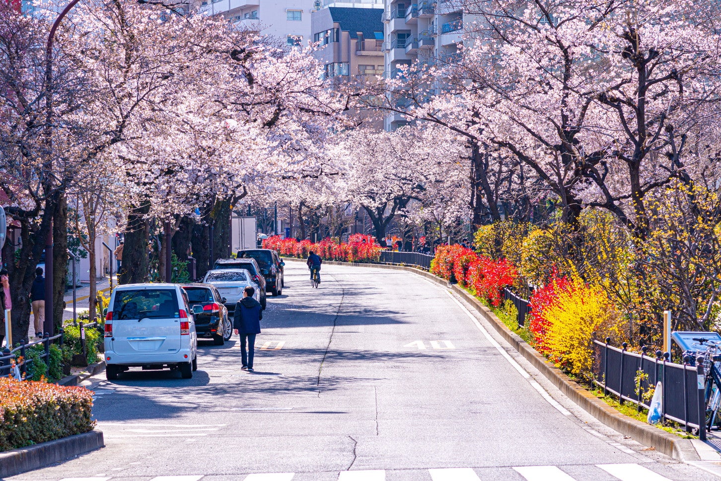 文京区の播磨坂。(c)travel– stock.adobe.com