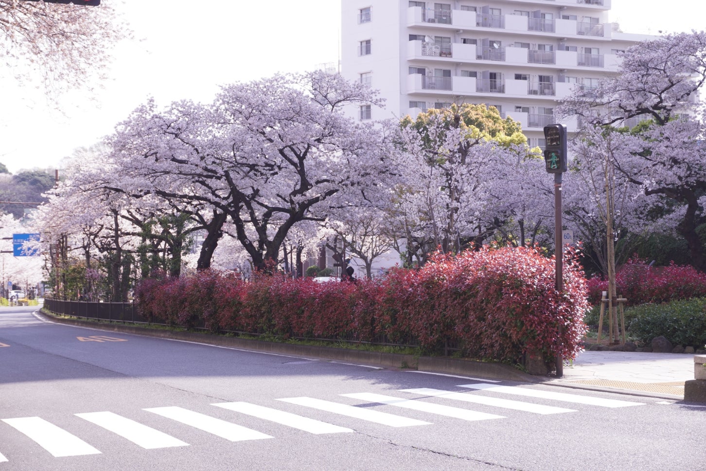 文京区の播磨坂。わずか500mだけ完成し、桜の名所となっている。