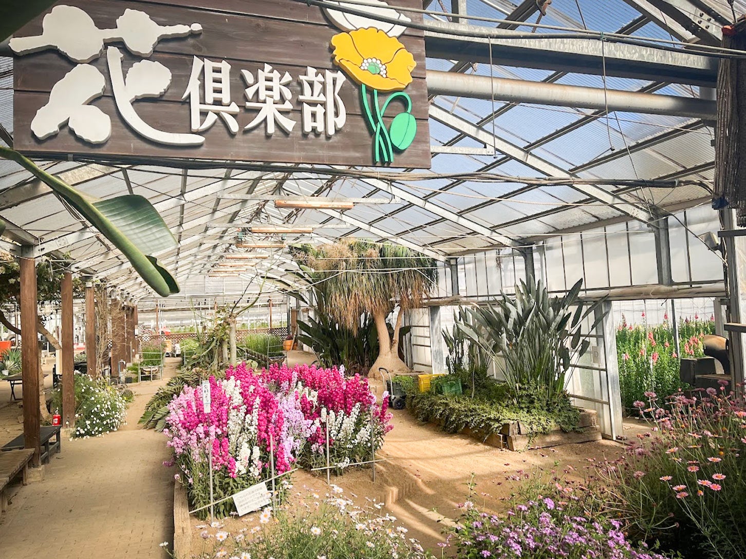 道の駅 おおつの里の「花倶楽部」は、想像以上に立派な植物園なので、初訪問時はビックリすると思いますよ!
