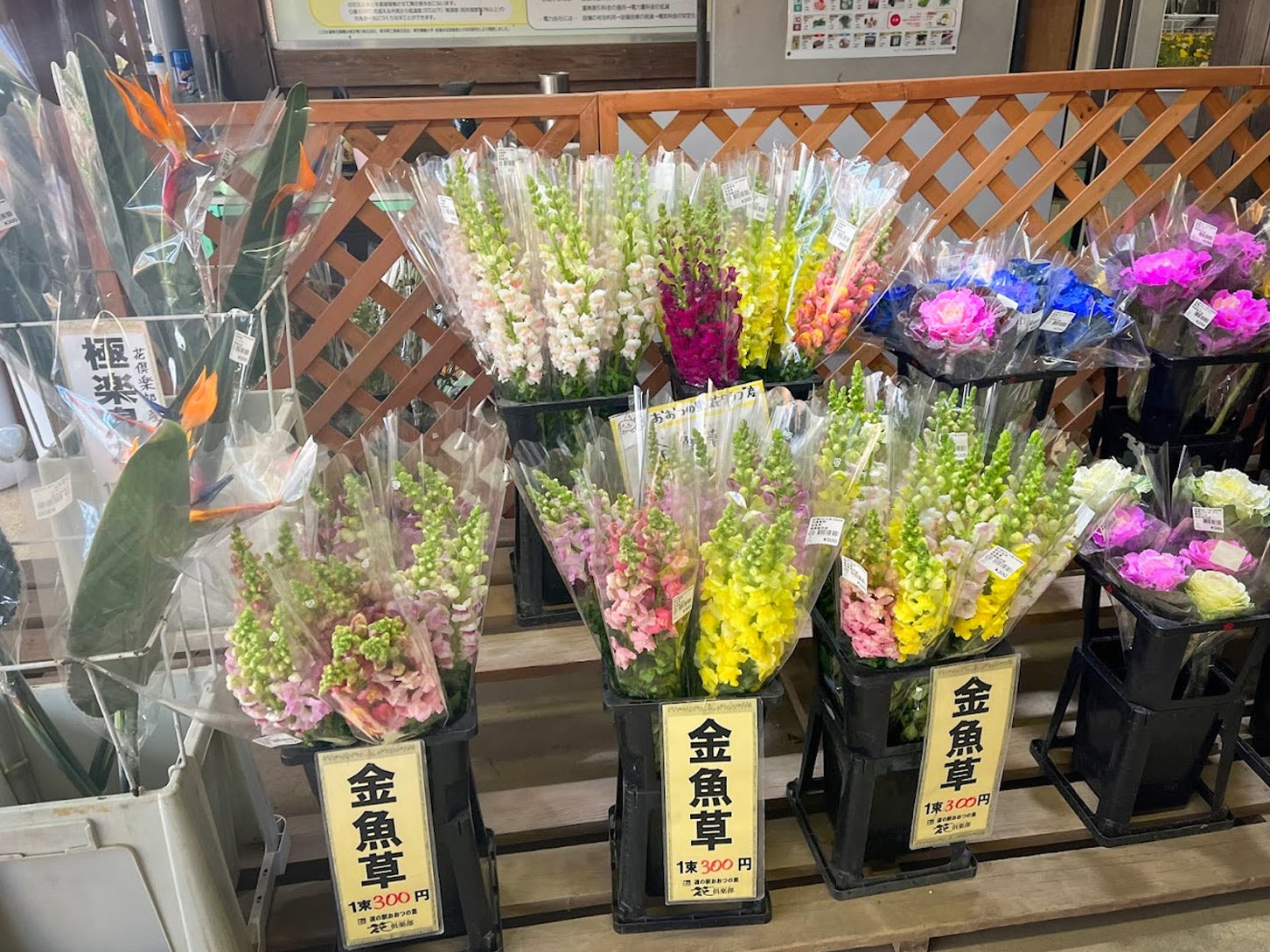 金魚草は実際に販売されており、贈呈用にぴったりです。私は母親にプレゼントしました！