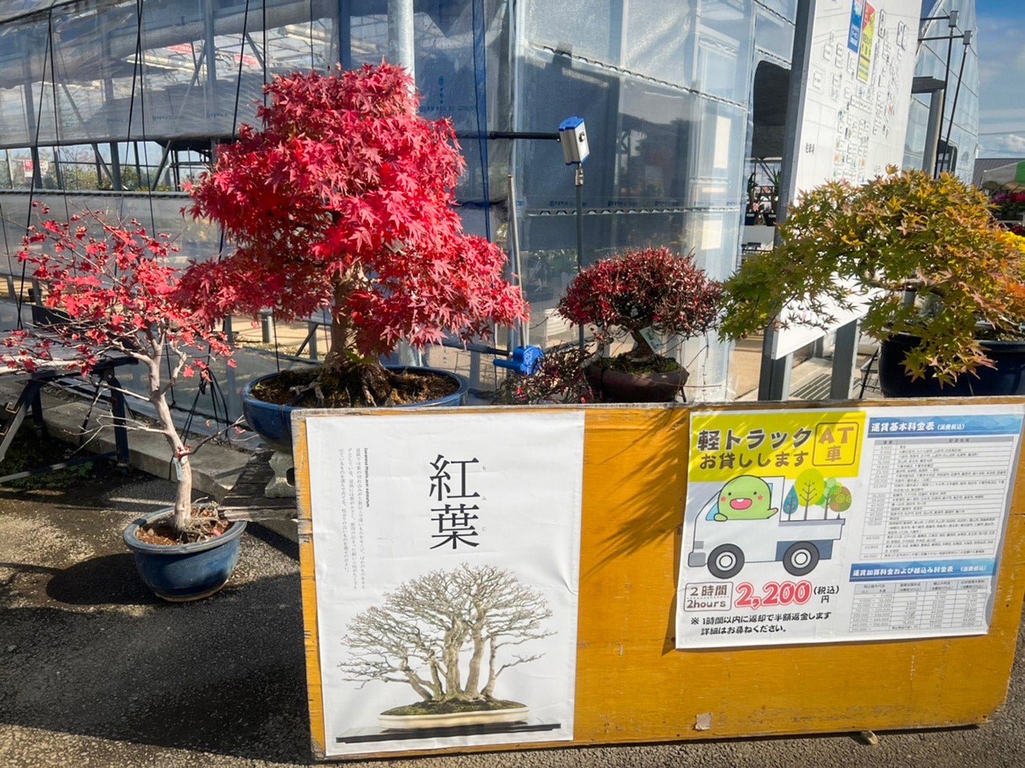 道の駅 みのりの郷東金にて。色づいた盆栽は美しく、眺めているうちに欲しくなってきます。