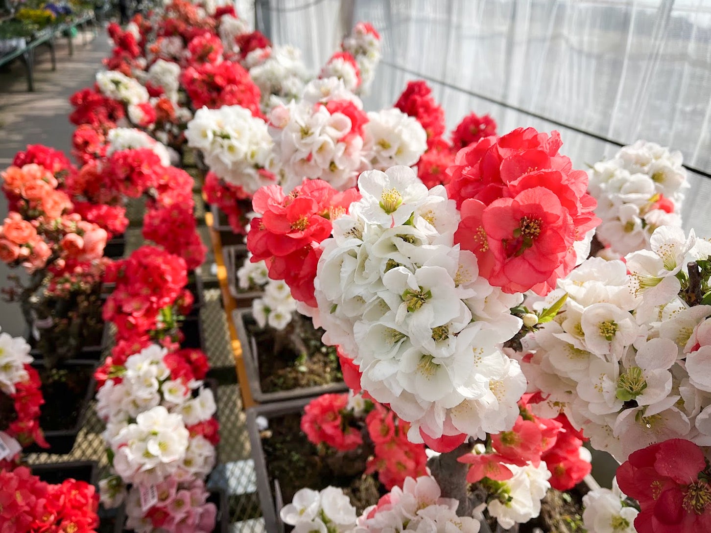 色鮮やかな花がたくさん並んでいます。これなら自分好みの花とも出会えそうです。