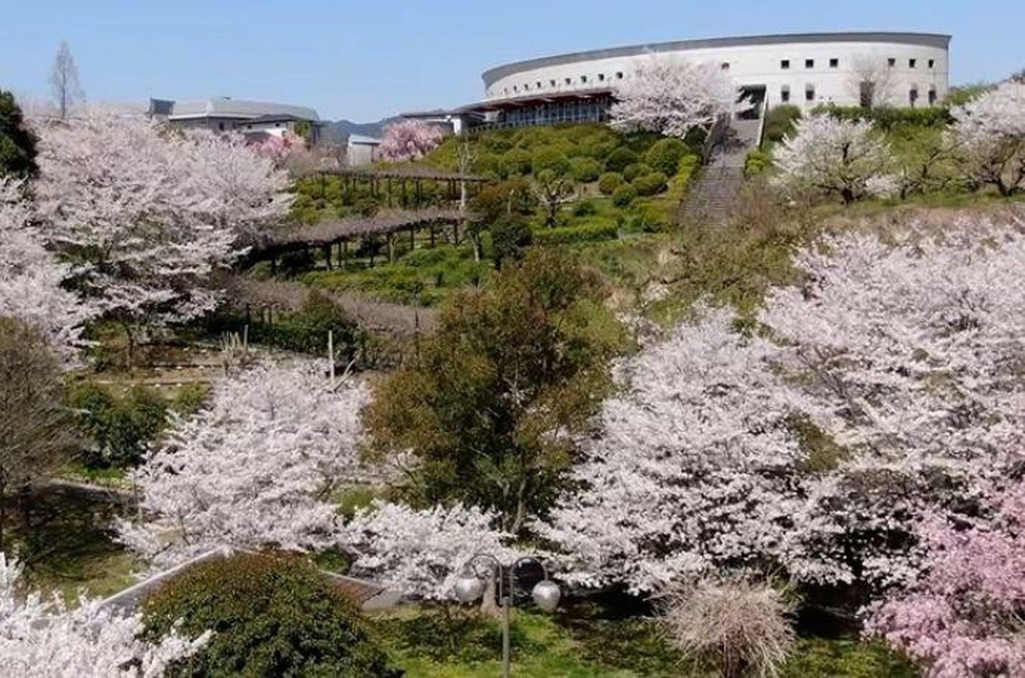 写真提供「道の駅 青洲の里」