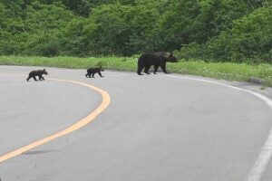道路を横断するクマの親子。