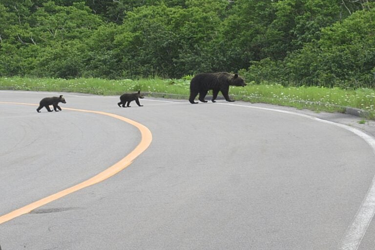 道路を横断するクマの親子。