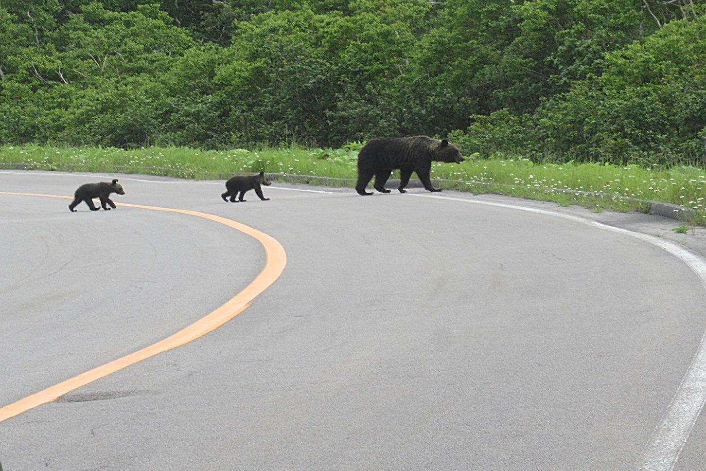 道路を横断するクマの親子。