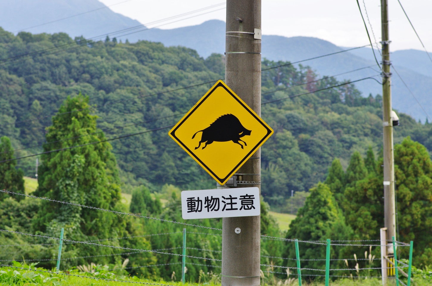 クマ以外にもイノシシやシカなどに遭遇する場合もあります。(c)goro20 – stock.adobe.com