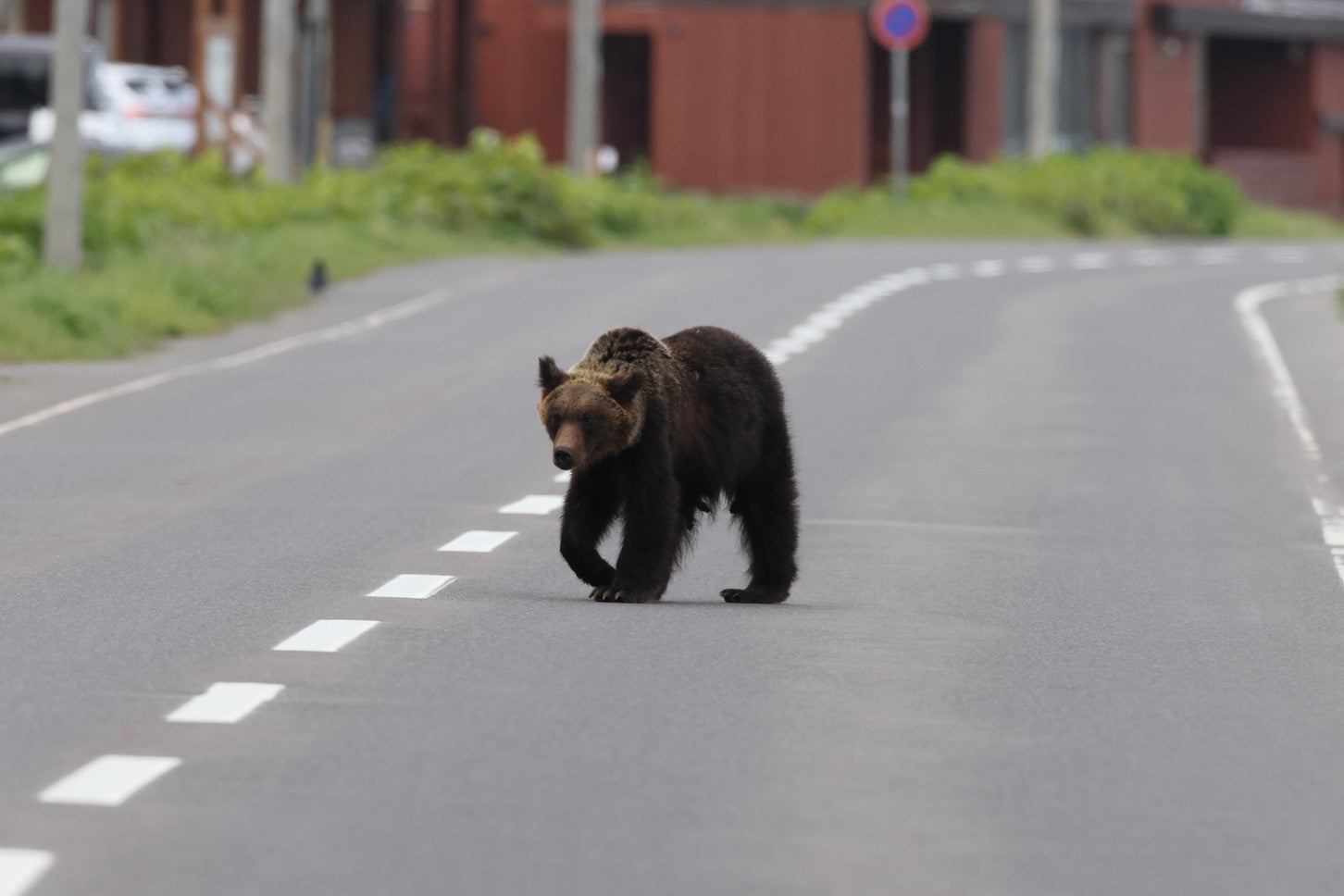 道路上に出没したクマの様子。　(c)Frank Fichtmüller – stock.adobe.com