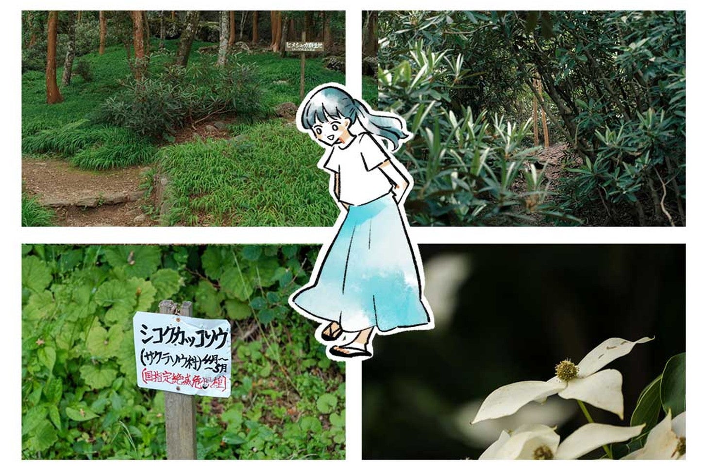 四国山岳植物園には、絶滅危惧種をはじめ希少で貴重な高山植物が一般向けに公開されている