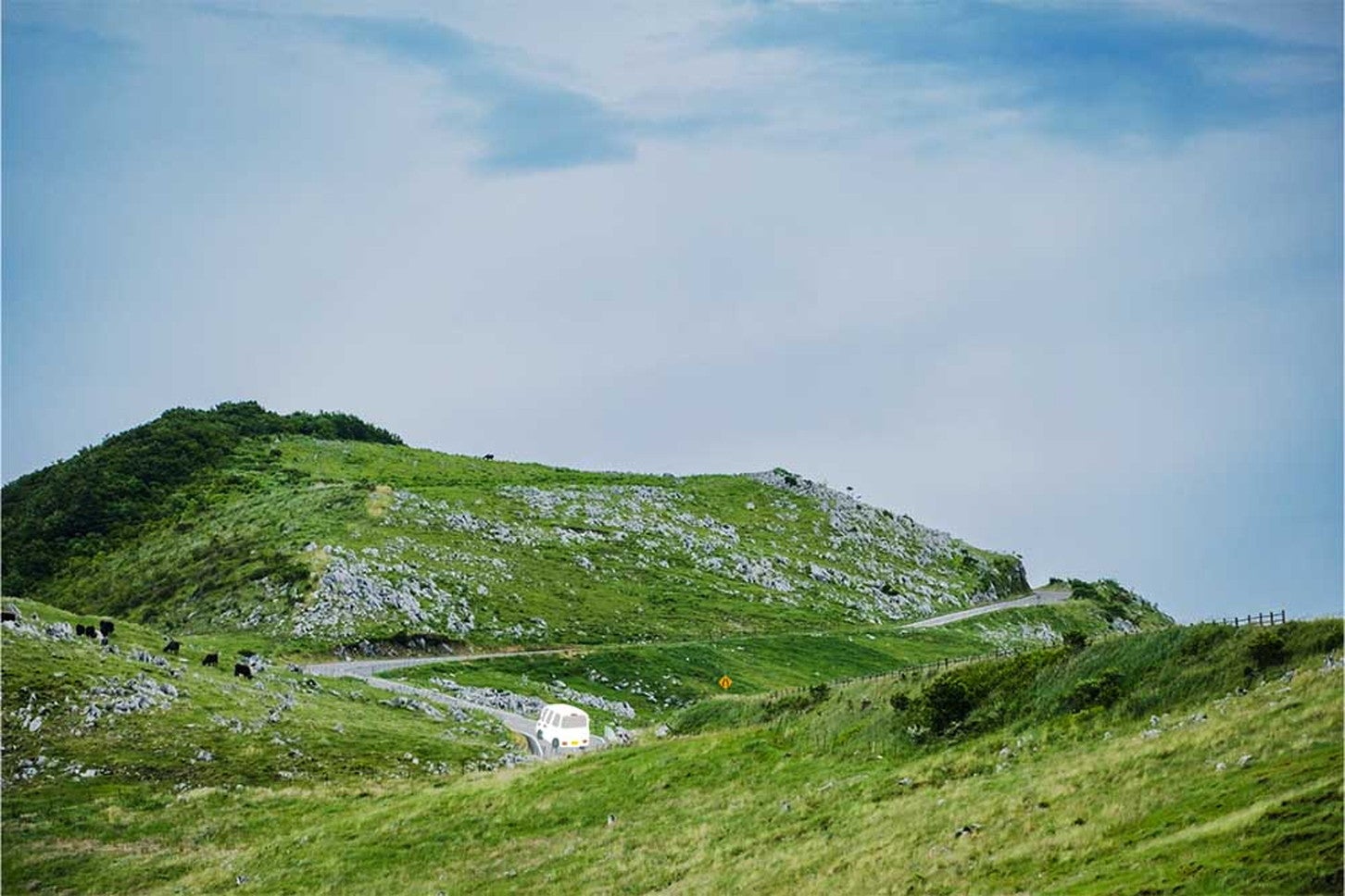 羊のようにも見える白い石灰岩がいくつも点在する、大草原の間を走る白くま。黒い点、なんと牛！