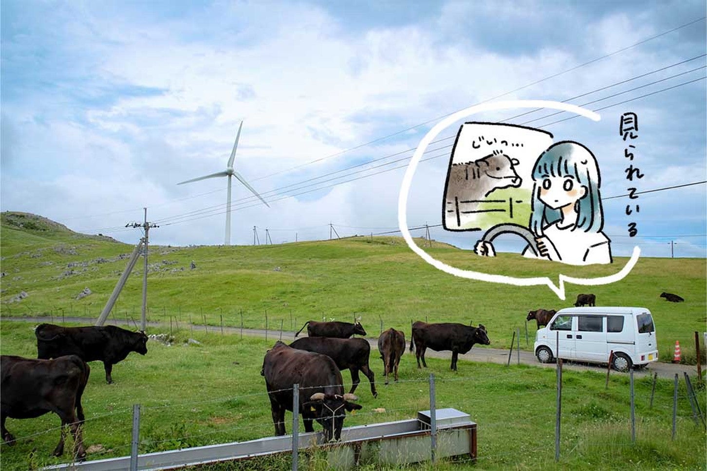 黒い牛がたくさんいる間を通り抜けていく白くま