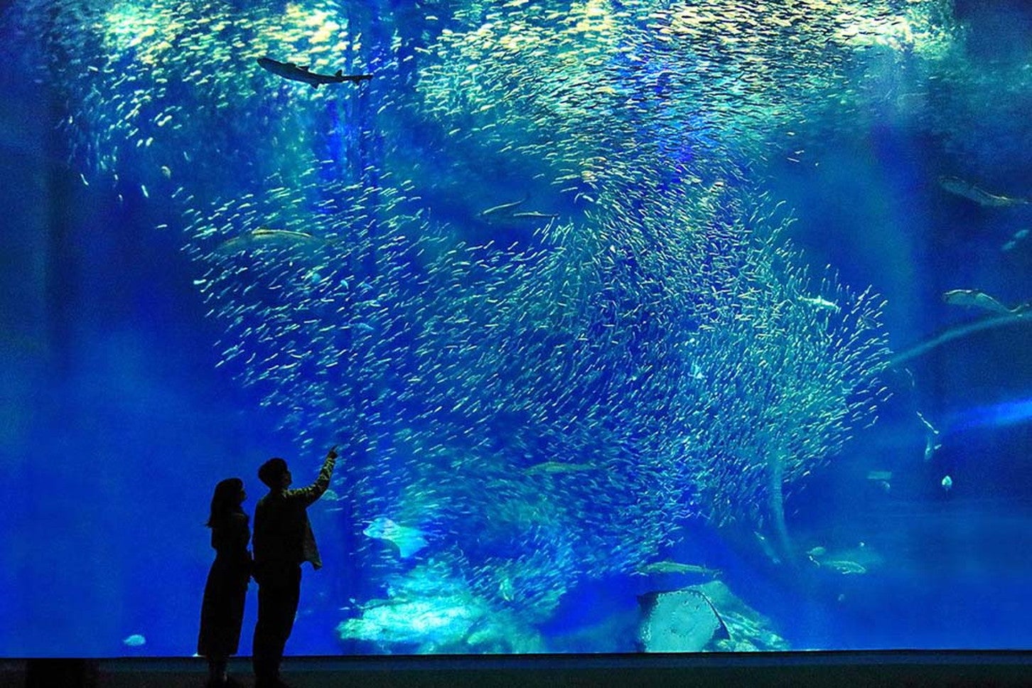美術館や博物館、水族館でのんびり鑑賞