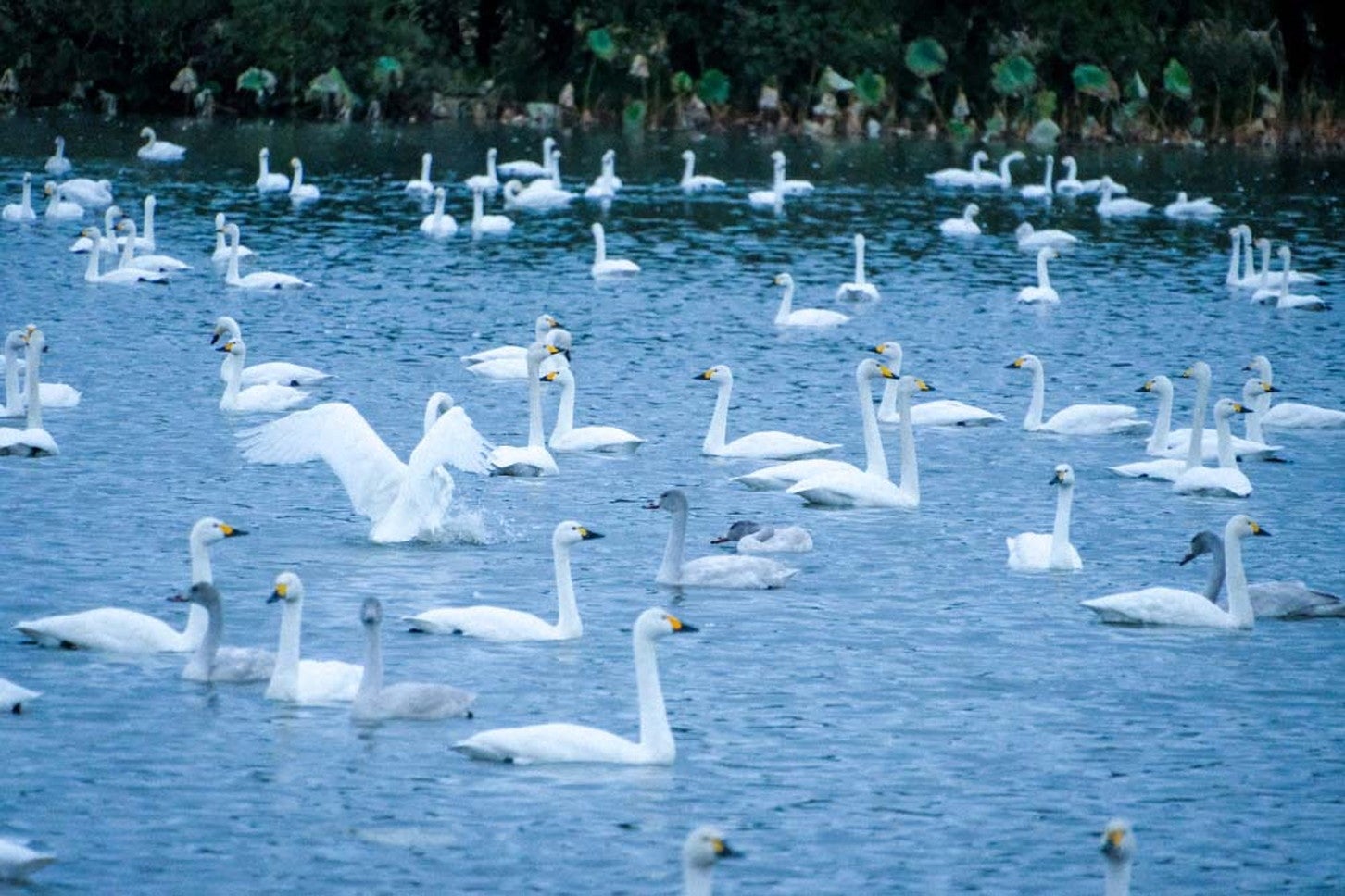 ⑤瓢湖の白鳥たち
