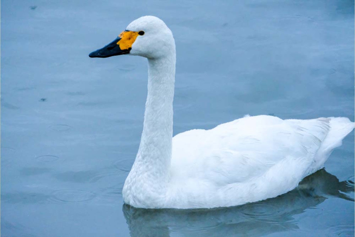 ⑤瓢湖の白鳥たち