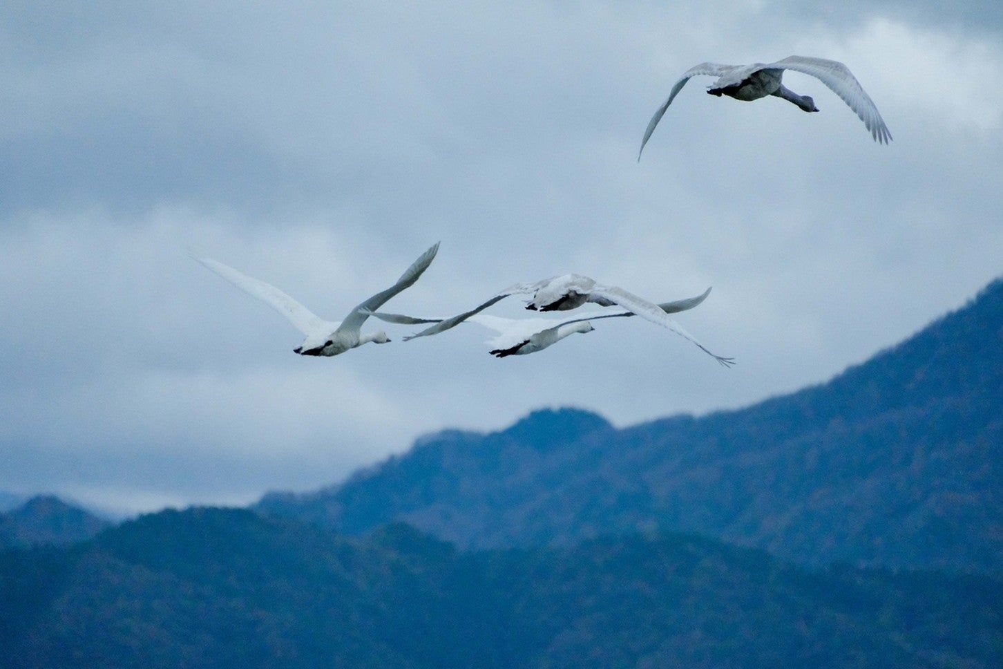 ⑤瓢湖の白鳥たち