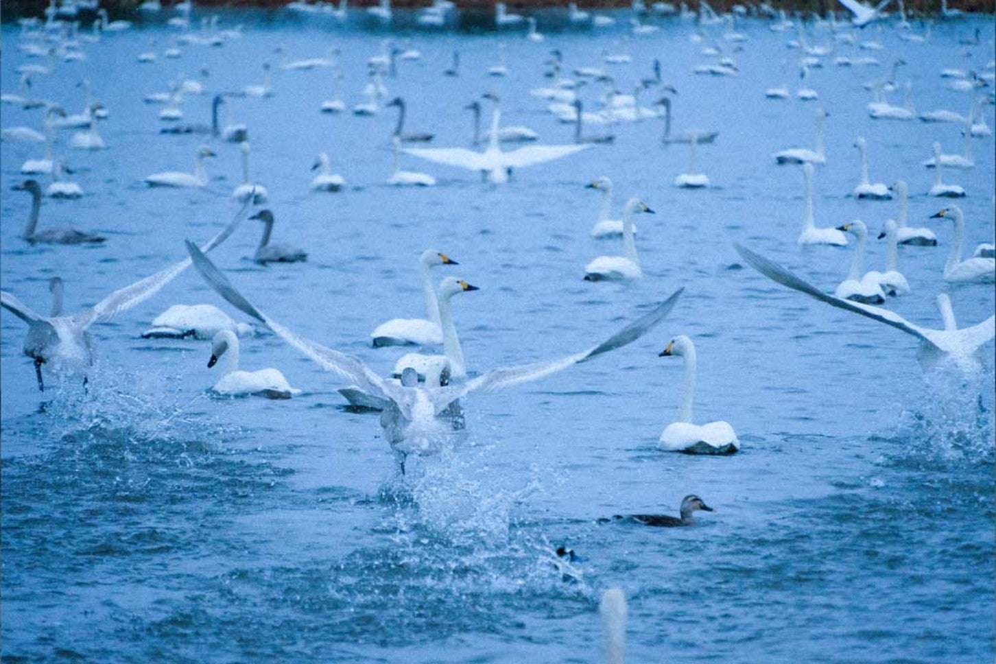 ⑤瓢湖の白鳥たち