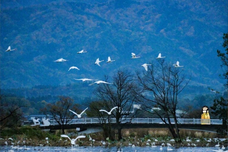 ⑤瓢湖の白鳥たち