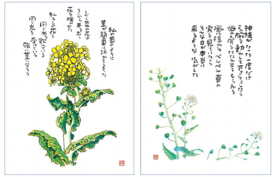 星野富弘氏作品：【左】折れた菜の花、【右】ぺんぺんぐさ
