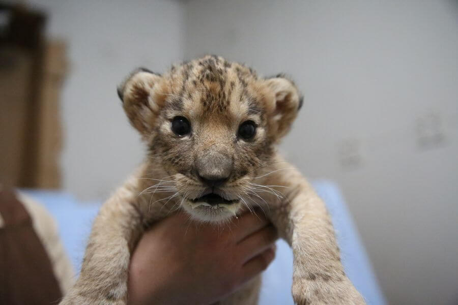 ライオンの赤ちゃん 第26回アニマル しっかり みるみるの画像１ くるくら