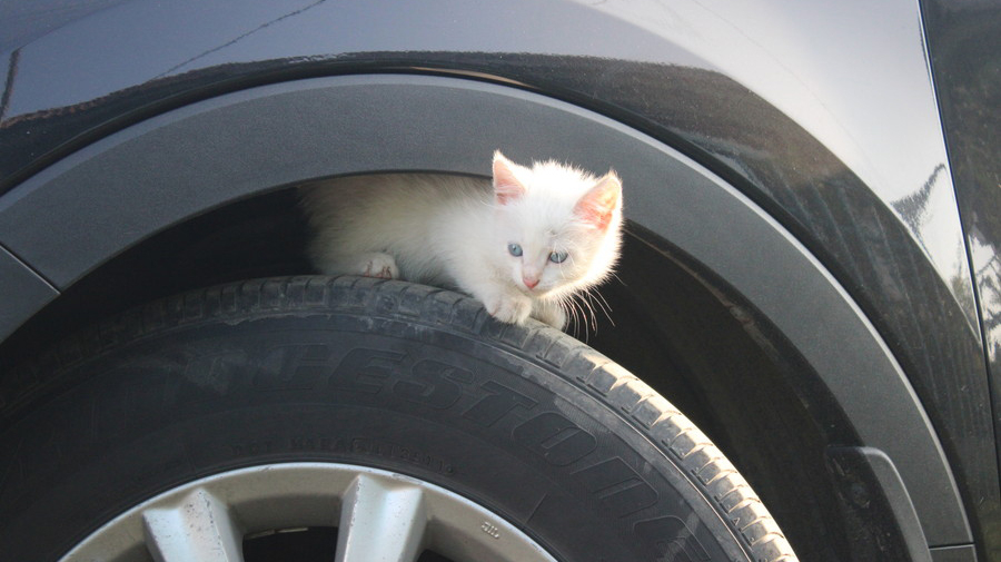 タイヤと車体の間に入り込んだ猫