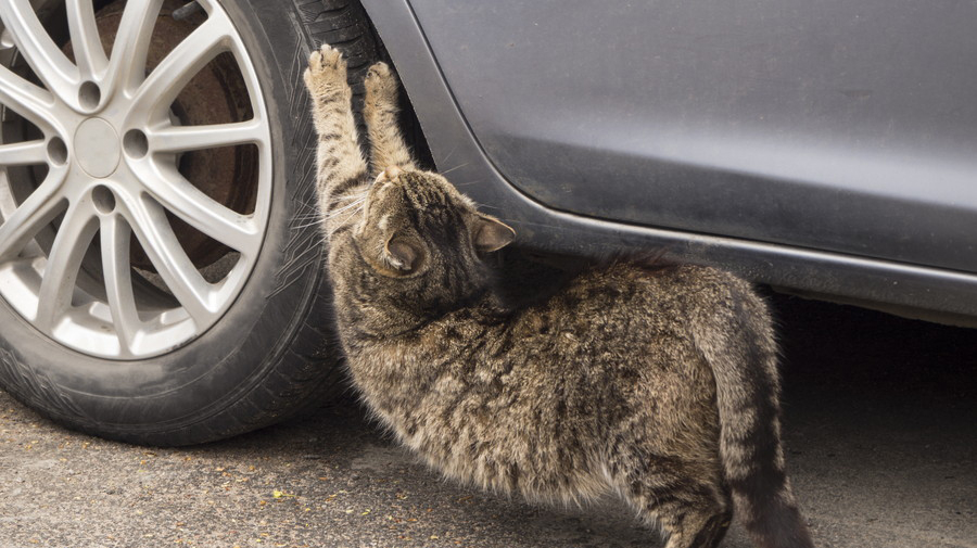 タイヤで爪とぎをする猫